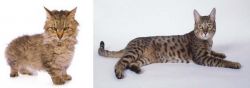 Skookum vs California Spangled Cat - Breed Comparison