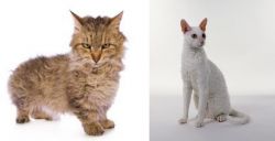 Skookum vs Cornish Rex - Breed Comparison