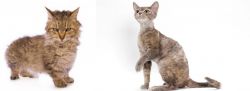 Skookum vs Devon Rex - Breed Comparison