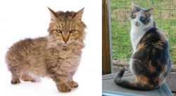 Skookum vs Dilute Calico - Breed Comparison