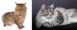 Skookum vs Domestic Longhaired Cat - Breed Comparison