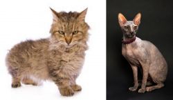 Skookum vs Don Sphynx - Breed Comparison