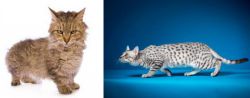Skookum vs Egyptian Mau - Breed Comparison