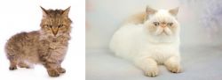 Skookum vs Exotic Shorthair - Breed Comparison