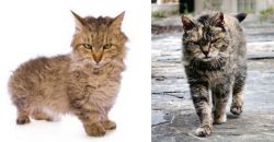 Skookum vs Farm Cat - Breed Comparison