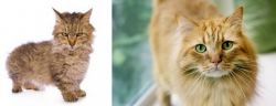 Skookum vs Ginger Tabby - Breed Comparison