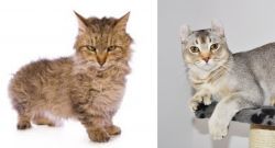 Skookum vs Jungle-Curl - Breed Comparison