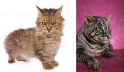 Skookum vs Machbagral - Breed Comparison