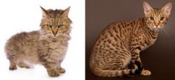 Skookum vs Ocicat - Breed Comparison