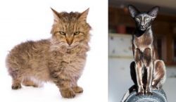 Skookum vs Oriental Shorthair - Breed Comparison