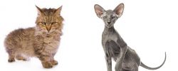 Skookum vs Peterbald - Breed Comparison