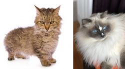Skookum vs Ragdoll - Breed Comparison