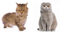 Skookum vs Scottish Fold - Breed Comparison