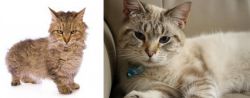 Skookum vs Siamese/Tabby - Breed Comparison