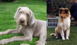 Slovakian Rough Haired Pointer vs Rough Collie - Breed Comparison