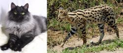 Smoke vs African Serval - Breed Comparison