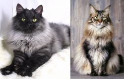 Smoke vs American Longhair - Breed Comparison