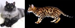 Smoke vs Bengal - Breed Comparison