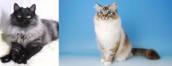 Smoke vs Birman - Breed Comparison