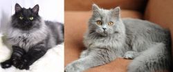 Smoke vs British Semi-Longhair - Breed Comparison