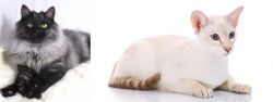 Smoke vs Colorpoint Shorthair - Breed Comparison