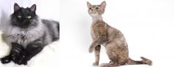Smoke vs Devon Rex - Breed Comparison