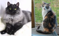 Smoke vs Dilute Calico - Breed Comparison