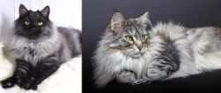 Smoke vs Domestic Longhaired Cat - Breed Comparison