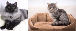 Smoke vs Domestic Mediumhair - Breed Comparison