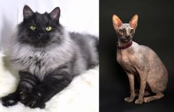 Smoke vs Don Sphynx - Breed Comparison