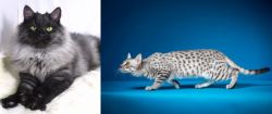 Smoke vs Egyptian Mau - Breed Comparison