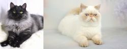 Smoke vs Exotic Shorthair - Breed Comparison