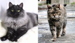 Smoke vs Farm Cat - Breed Comparison