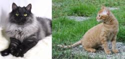Smoke vs German Rex - Breed Comparison