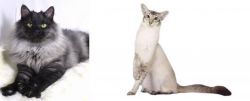 Smoke vs Javanese - Breed Comparison