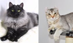 Smoke vs Jungle-Curl - Breed Comparison