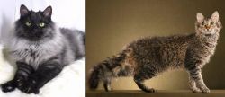 Smoke vs LaPerm - Breed Comparison