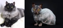 Smoke vs Lykoi - Breed Comparison