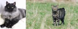 Smoke vs Manx - Breed Comparison