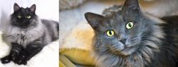 Smoke vs Nebelung - Breed Comparison