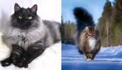 Smoke vs Norwegian Forest Cat - Breed Comparison