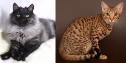 Smoke vs Ocicat - Breed Comparison