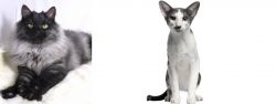 Smoke vs Oriental Bicolour - Breed Comparison