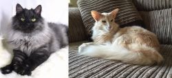Smoke vs Oriental Longhair - Breed Comparison
