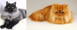 Smoke vs Persian - Breed Comparison