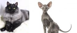 Smoke vs Peterbald - Breed Comparison
