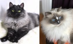Smoke vs Ragdoll - Breed Comparison