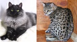 Smoke vs Safari - Breed Comparison