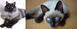 Smoke vs Siamese - Breed Comparison