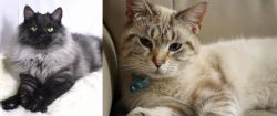 Smoke vs Siamese/Tabby - Breed Comparison